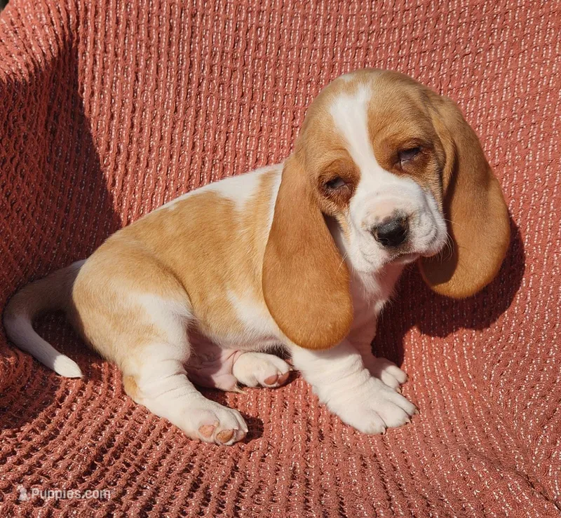 Jay – Basset Hound puppy for sale in Waterloo, NY