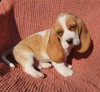 Jay, a male Basset Hound for sale in Waterloo, NY – Photo 1 of 5