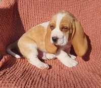 Jay, a male Basset Hound for sale in Waterloo, NY – Photo 3 of 5