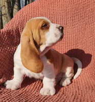 Jay, a male Basset Hound for sale in Waterloo, NY – Photo 2 of 5