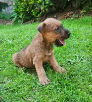 Daisy, a female Irish Terrier for sale in Waterloo, NY – 8 of 9