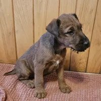 Tootsie, a female Irish Terrier for sale in Waterloo, NY – Photo 8 of 9