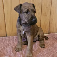 Tootsie, a female Irish Terrier for sale in Waterloo, NY – Photo 2 of 9