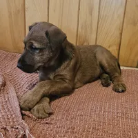 Tootsie, a female Irish Terrier for sale in Waterloo, NY – Photo 5 of 9
