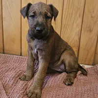 Tootsie, a female Irish Terrier for sale in Waterloo, NY – Photo 4 of 9