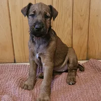 Tootsie, a female Irish Terrier for sale in Waterloo, NY – Photo 1 of 9