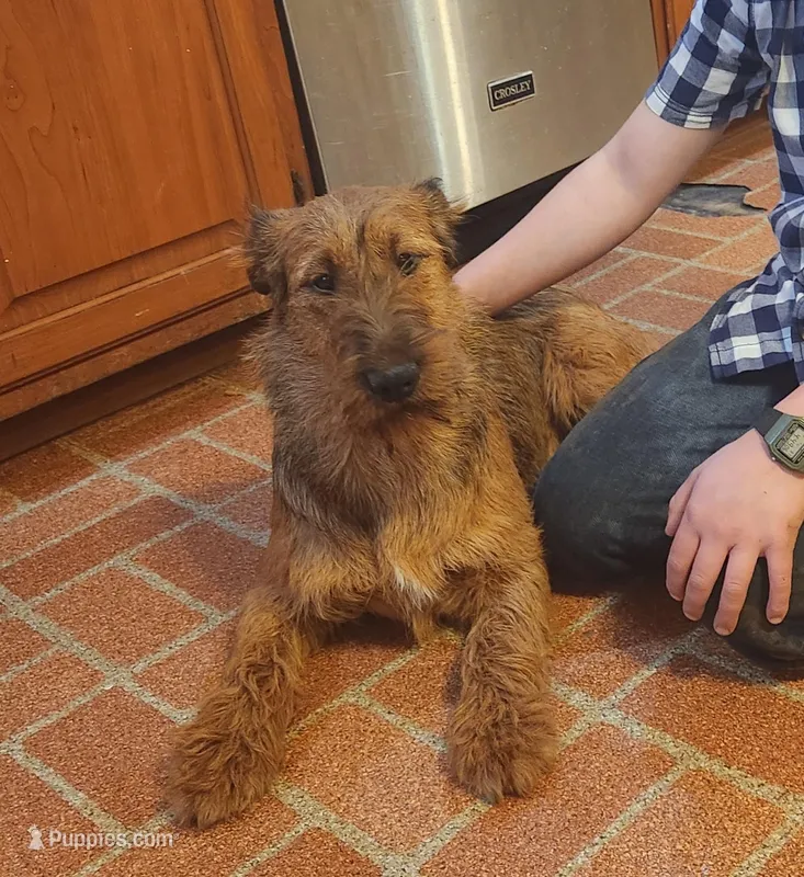 Tootsie – Irish Terrier puppy for sale in Waterloo, NY
