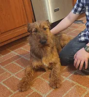 Tootsie, a female Irish Terrier for sale in Waterloo, NY – 1 of 4