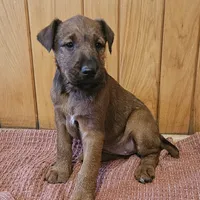 Tootsie, a female Irish Terrier for sale in Waterloo, NY – Photo 3 of 9