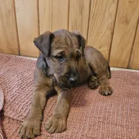 Tootsie, a female Irish Terrier for sale in Waterloo, NY – Photo 9 of 9