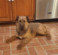 Tootsie, a female Irish Terrier for sale in Waterloo, NY – 2 of 4