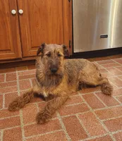 Tootsie, a female Irish Terrier for sale in Waterloo, NY – 4 of 4