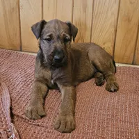 Tootsie, a female Irish Terrier for sale in Waterloo, NY – Photo 7 of 9