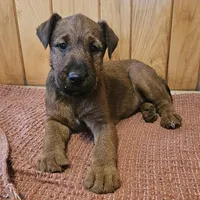 Tootsie, a female Irish Terrier for sale in Waterloo, NY – Photo 6 of 9
