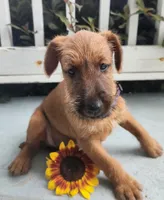 Rosie, a female Irish Terrier for sale in Waterloo, NY – 3 of 3