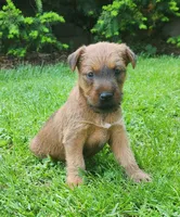 Daisy, a female Irish Terrier for sale in Waterloo, NY – 2 of 9
