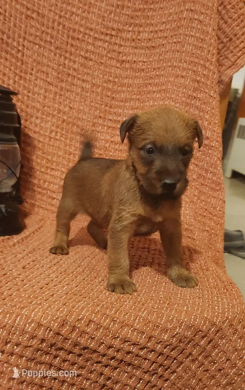 Brook – Irish Terrier puppy for sale in Waterloo, NY