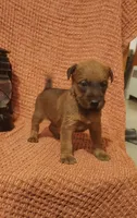 Brook, a female Irish Terrier for sale in Waterloo, NY – 1 of 8