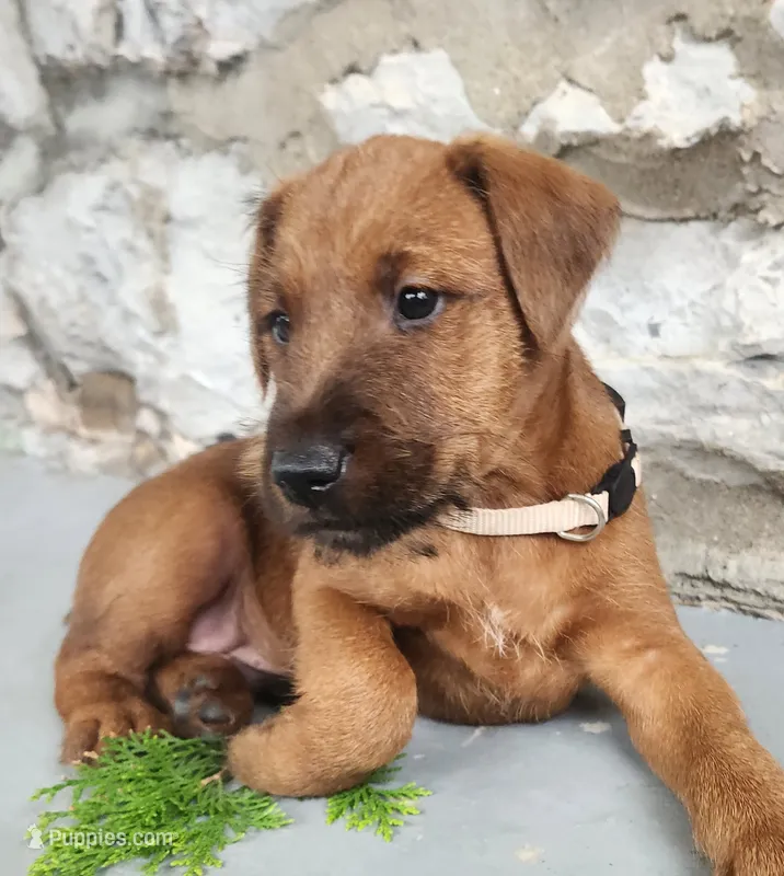 Rex – Irish Terrier puppy for sale in Waterloo, NY