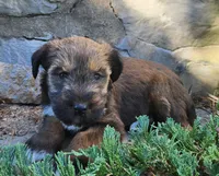 Bear, a male Tibetan Terrier and Irish Terrier for sale in Waterloo, NY – 1 of 4