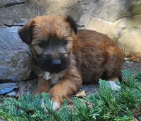 Belle, a female Tibetan Terrier and Irish Terrier for sale in Waterloo, NY – 3 of 3