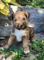 Buddy, a male Tibetan Terrier and Irish Terrier for sale in Waterloo, NY – 1 of 10