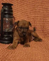 Daisy, a female Irish Terrier for sale in Waterloo, NY – 8 of 8