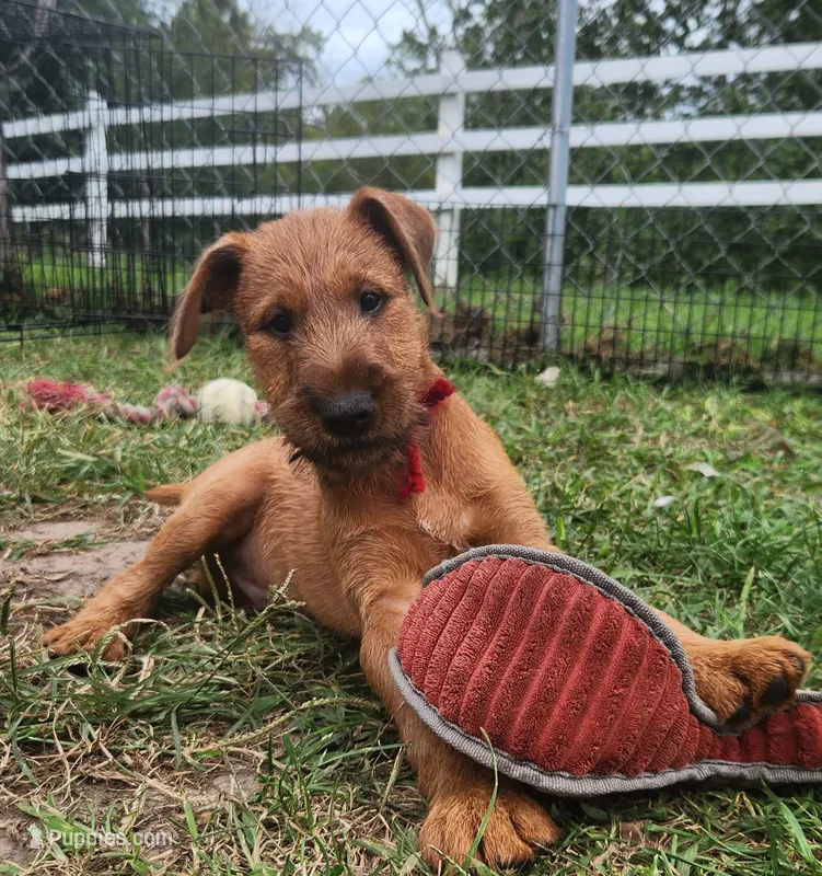 Rex – Irish Terrier puppy for sale in Waterloo, NY