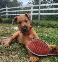 Rex, a male Irish Terrier for sale in Waterloo, NY – 1 of 5