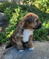 Buddy, a male Tibetan Terrier and Irish Terrier for sale in Waterloo, NY – 7 of 10