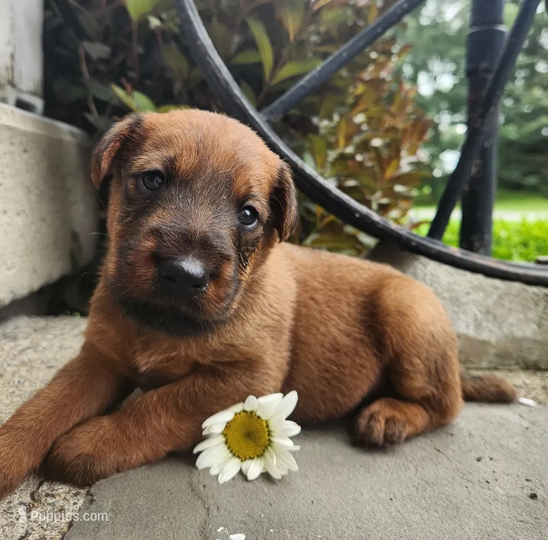 Rex – Irish Terrier puppy for sale in Waterloo, NY