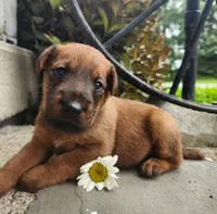 Rex, a male Irish Terrier for sale in Waterloo, NY – 1 of 6