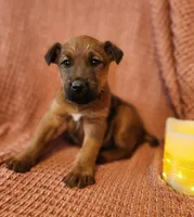 Garth, a male Irish Terrier for sale in Waterloo, NY – Photo 3 of 3