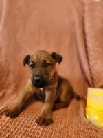 Garth, a male Irish Terrier for sale in Waterloo, NY – Photo 2 of 3