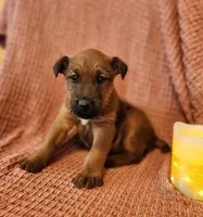 Garth, a male Irish Terrier for sale in Waterloo, NY – Photo 1 of 3