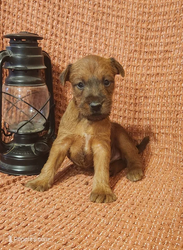 Daisy – Irish Terrier puppy for sale in Waterloo, NY