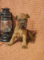 Daisy, a female Irish Terrier for sale in Waterloo, NY – 1 of 8