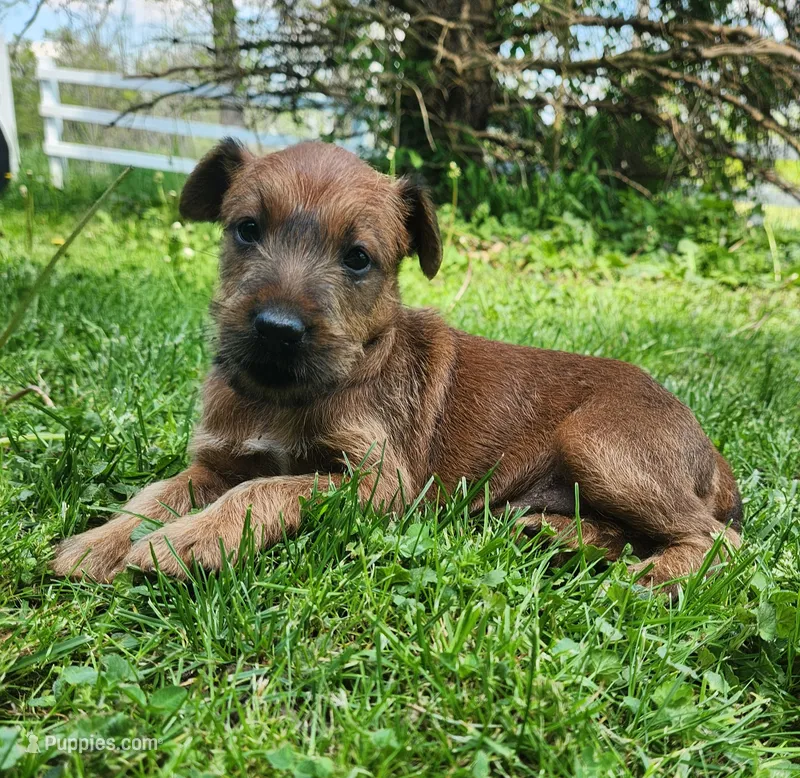 Brook – Irish Terrier puppy for sale in Waterloo, NY