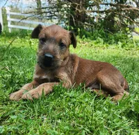 Brook, a female Irish Terrier for sale in Waterloo, NY – 1 of 5