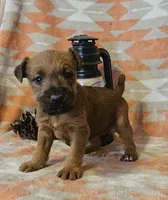 Hugs, a female Irish Terrier for sale in Waterloo, NY – Photo 2 of 2