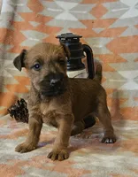 Hugs, a female Irish Terrier for sale in Waterloo, NY – Photo 1 of 2