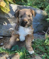 Buddy, a male Tibetan Terrier and Irish Terrier for sale in Waterloo, NY – 8 of 10