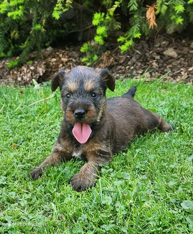 Sky – Irish Terrier puppy for sale in Waterloo, NY