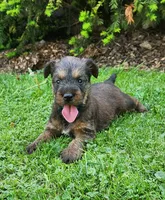 Sky, a male Irish Terrier for sale in Waterloo, NY – 1 of 8