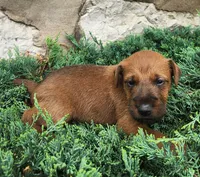 Rocco, a male Irish Terrier for sale in Waterloo, NY – 4 of 4