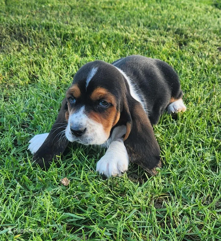 Charlie – Basset Hound puppy on hold in Waterloo, NY