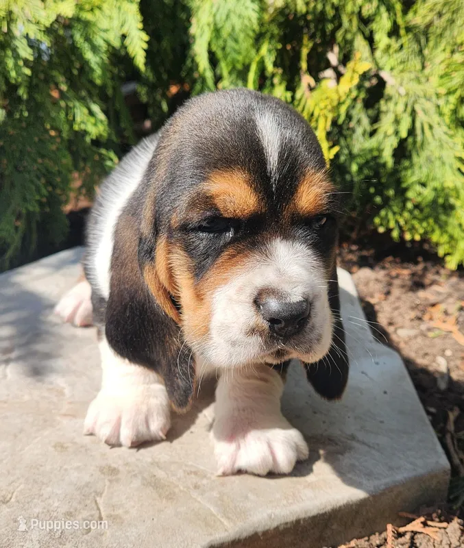 Charlie – Basset Hound puppy for sale in Waterloo, NY