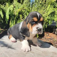 Charlie, a male Basset Hound for sale in Waterloo, NY – Photo 5 of 6
