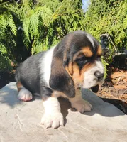 Charlie, a male Basset Hound for sale in Waterloo, NY – Photo 2 of 6