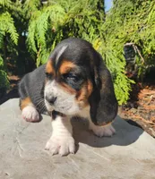 Charlie, a male Basset Hound for sale in Waterloo, NY – Photo 3 of 6